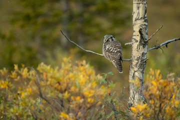 Northern Hawk Owl taken in Danali National Park Alaska
