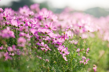 pink Cosmos Flower Field With sunlight