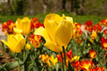 Yellow Tulips Wtih Olympic Flame Tulips In Background