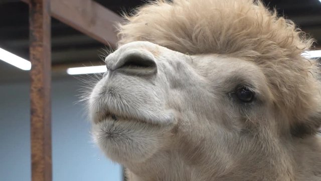 Smug, proud, thoroughbred two-humped camel closeup