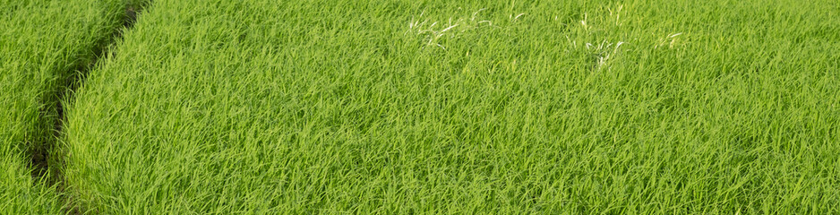 Green fields,Rice field  texture background for spring or summer and peaceful concept