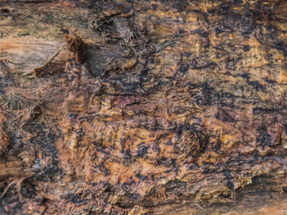 corteza textura arbol