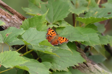 Close-Up of a Butterfly Landed on a Green Leaf