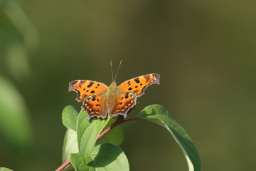 Close-Up of a Butterfly Landed on a Green Leaf
