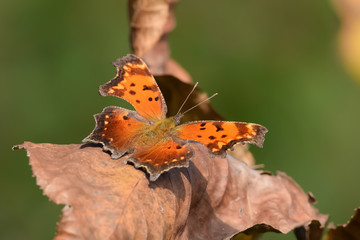 Close-Up of a Butterfly Landed on Fall Leaves