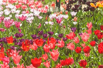 Obraz premium tulips garden