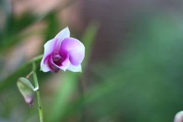 blue flower in the morning.