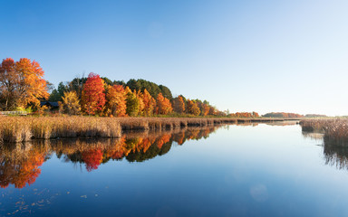 Panoramic view of the Mer Bleue bog in autumn with trees in vibrant red and golden colors, Ottawa,...