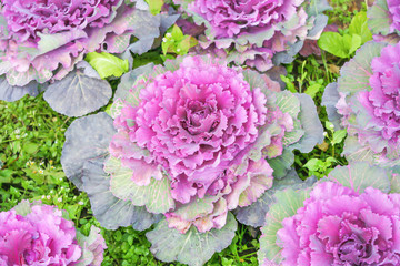 Purple cabbage or brassica oleracea blooming in garden , natural ornamental vegetable patterns on...