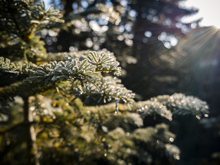Frosty pine tree