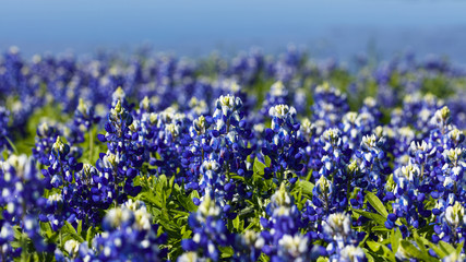 Bluebonnets