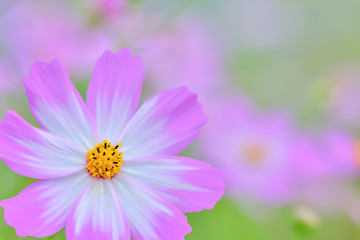 Obraz premium コスモスの花