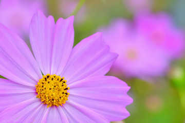 Fototapeta premium コスモスの花