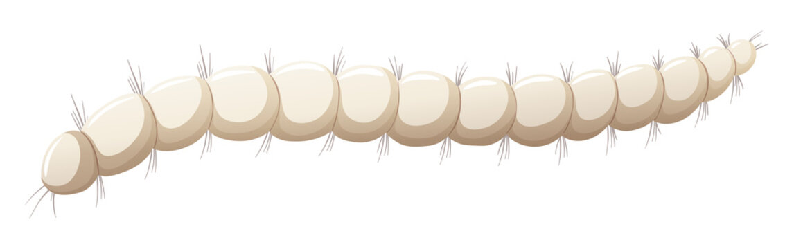 Flea larva white background