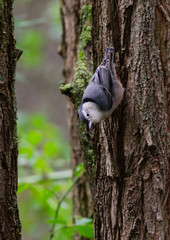 White-Breasted Nuthatch on Tree Trunk