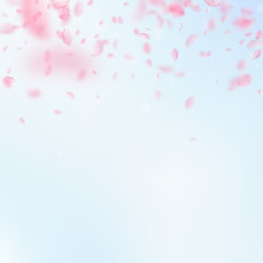 Sakura petals falling down. Romantic pink flowers gradient. Flying petals on blue sky square backgro