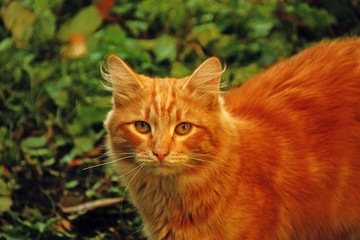 Naklejka na ściany i meble red cat on the lawn