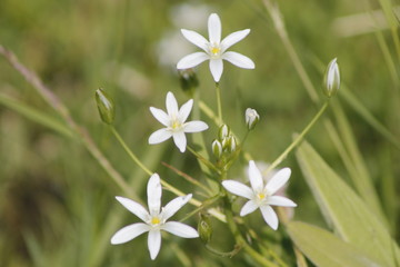 White rain lilies