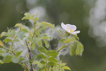 Single white mountain flower