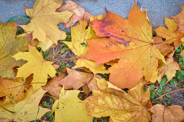 maple leaves fallen to the ground