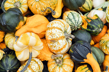 Fall gourd pumpkin decoration