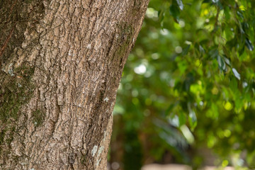 tronco de árvore com fundo desfocado