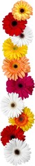 Gerbera Daisies in a Row