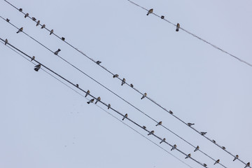 birds on the wires in cold winter