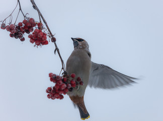 waxwing in cold winter