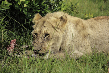Hungry Lioness with Flies All over Her Eating from a Carcass’s Rib Cage in the Masai Mara National Reserve in Kenya