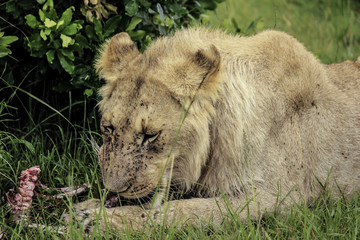 Closeup of a Lion with Flies All over Her Face Feeding on a Recent Kill in the Masai Mara National Reserve in Kenya