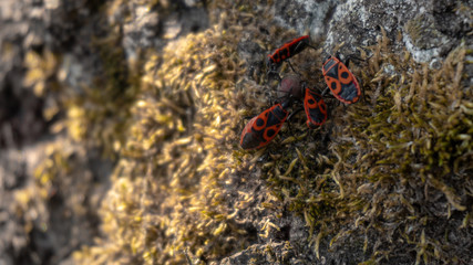 Worms