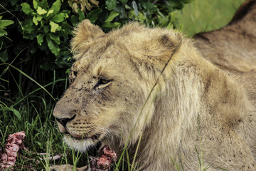 Closeup of a Female Lion with Blood on Her Lips Eating Fresh Kill in the Masai Mara National Reserve in Kenya