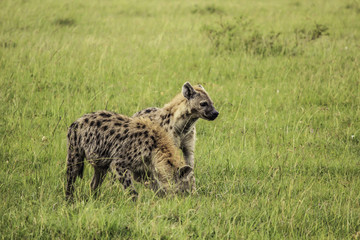 Two Hyenas Standing Guard in the African Savannah of the Masai Mara National Reserve in Kenya