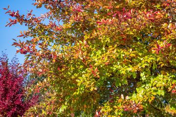 Fototapeta na wymiar Vibrant fall color, red, yellow, orange, and green leaves on a deciduous tree against a blue sky 