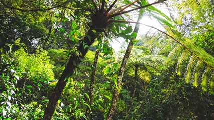 Kinabalu National Park mist and fog