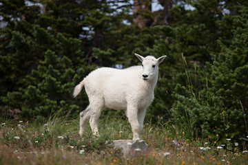 Fototapeta na wymiar Mountain Goat at Glacier National Park