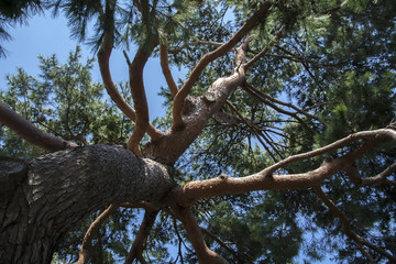 The Branches of a Pine Tree