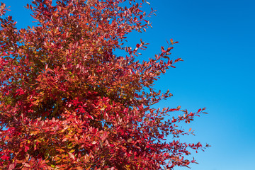Vibrant fall color, red, yellow, orange, and green leaves on a deciduous tree against a blue sky
