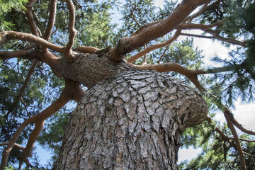 Fototapeta na wymiar The Branches of a Pine Tree
