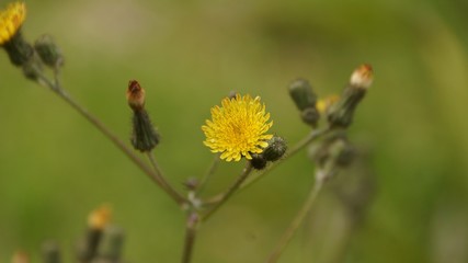 flowers of Kinabalu National Park