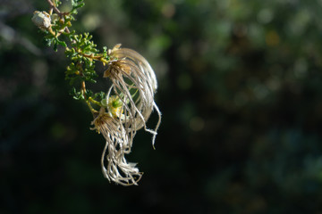 Desert Flora