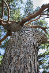 The Branches of a Pine Tree
