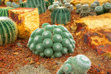 The cactus has thorns around its trees.