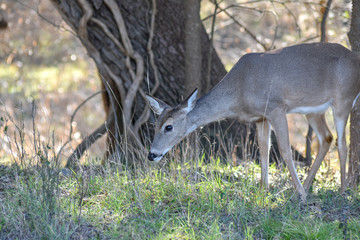 deer in the forest