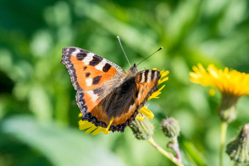 Beautiful butterfly hives gathers nectar from a dandelion flower in summer