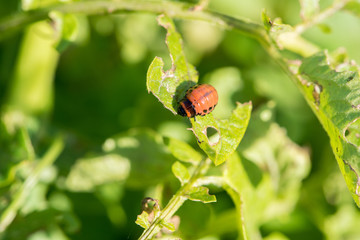 Insect pest Colorado beetle eats green leaves of potatoes in a summer garden
