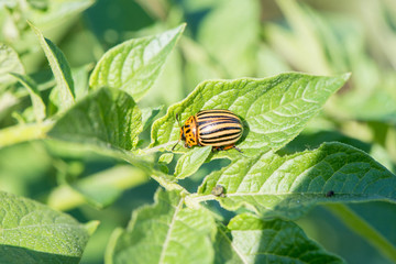 Insect pest Colorado beetle eats green leaves of potatoes in a summer garden