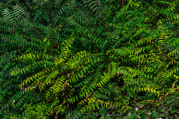 Buschwerk Vegetation