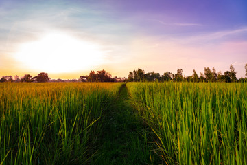 sunset view of rice paddy field rural of Thailand. Nature composition